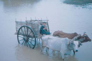 OX CART
